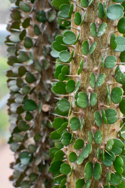 Botanische Collectie Alluaudia Ascendens Tree South Madagascar Close — Stockfoto