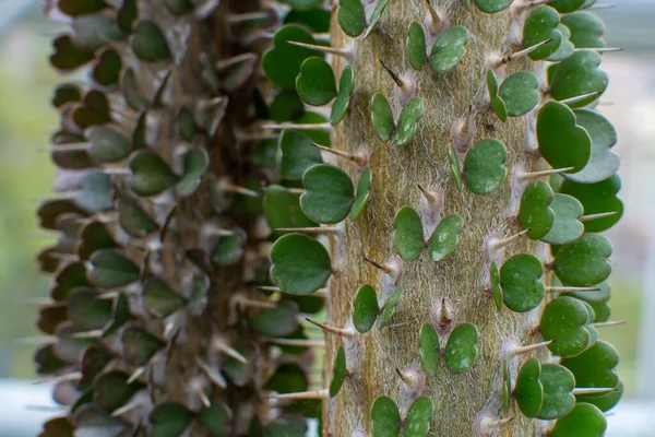 Botanische Collectie Alluaudia Ascendens Tree South Madagascar Close — Stockfoto