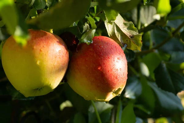 Maçãs Maduras Doces Braeburn Prontas Para Colheita Pomar Ensolarado — Fotografia de Stock