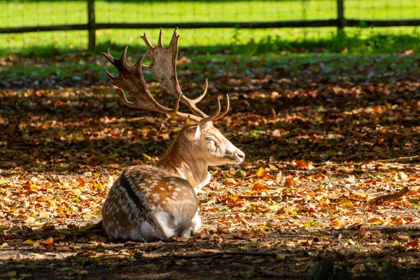 Volwassen Mannelijke Herten Die Het Najaar Gras Rusten Het Park — Stockfoto