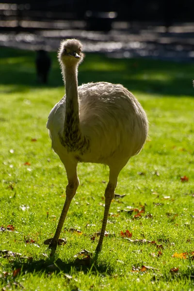 Jonge Witte Struisvogels Vertrekken Nederlandse Boerderij — Stockfoto