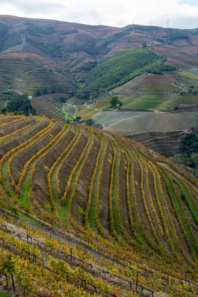 Douro Nehir Vadisinde Panoramik Manzara Renkli Tepe Merdivenleri Sonbaharda Üzüm — Stok fotoğraf