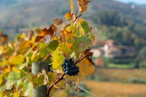 Uvas Vino Negro Maduras Que Crecen Viñedos Valle Del Duero — Foto de Stock