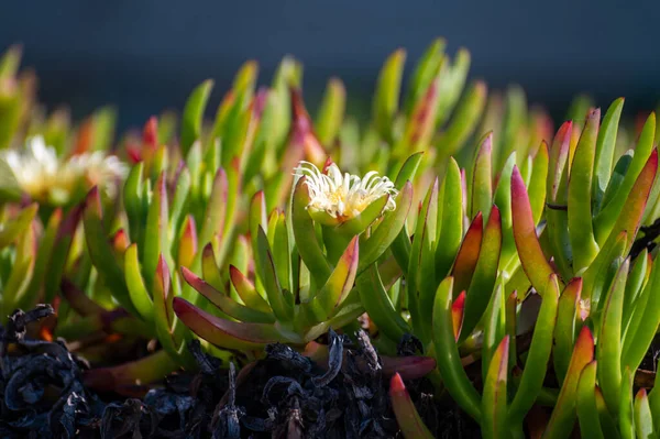 Blossom Portulaca Flowers Sandy Beaches Atlantic Ocean Porto Portugal — Stock Photo, Image