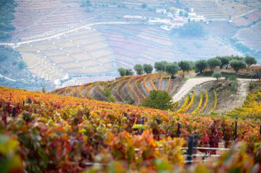 Douro nehir vadisinde panoramik manzara ve renkli tepe merdivenleri sonbaharda üzüm bağları, Portekiz 'de şarap ve liman üretim endüstrisi terasları