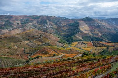 Douro nehir vadisinde panoramik manzara ve renkli tepe merdivenleri sonbaharda üzüm bağları, Portekiz 'de şarap ve liman üretim endüstrisi terasları