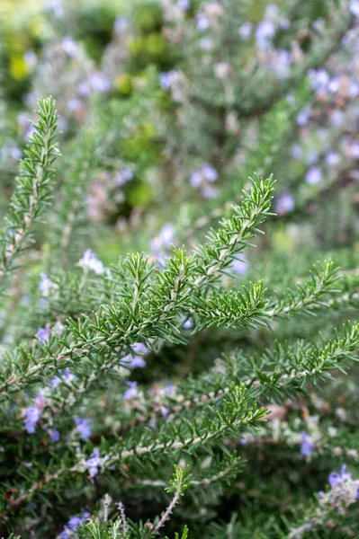 Kolekcja Botaniczna Błękitny Kwiat Aromatycznego Zioła Kuchennego Rozmaryn — Zdjęcie stockowe