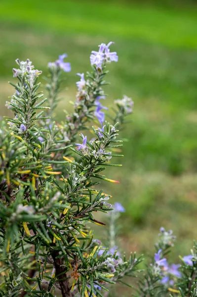 Coleção Botânica Flor Azul Alecrim Ervas Aromáticas Cozinha — Fotografia de Stock