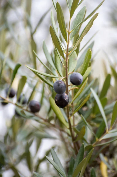 Ripe Black Green Olives Hanging Olive Tree Ready Harvest — Stock Photo, Image