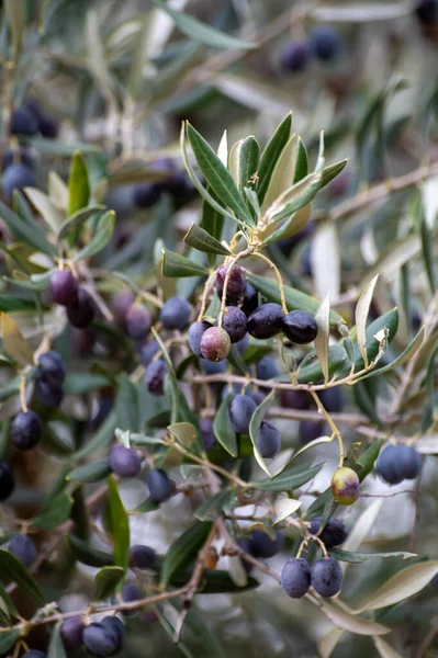 Zralé Černé Zelené Olivy Visí Olivovník Připraven Sklizni — Stock fotografie