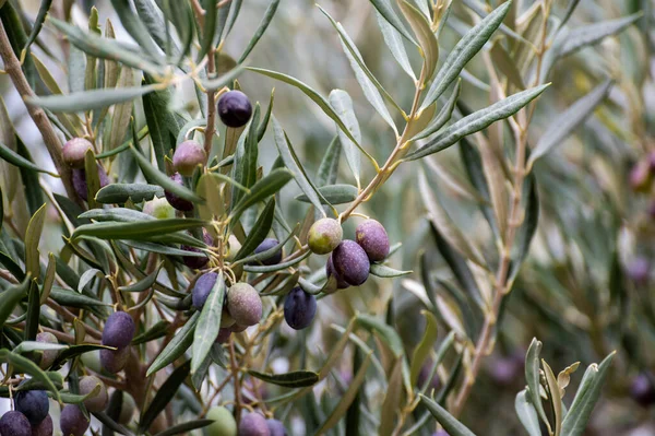 Ripe Black Green Olives Hanging Olive Tree Ready Harvest — Stock Photo, Image