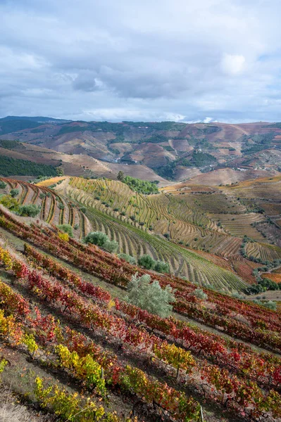 Panoramisch Uitzicht Vallei Van Rivier Douro Kleurrijke Heuvelachtige Traptreden Terrasvormige — Stockfoto