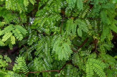 Botanik koleksiyonu, tropikal tamarindus 'in yeşil yaprakları Madagaskar ve Afrika' dan indica ağacı hamuru, ekşi tamarind şurubu ve Worcestershire sosu için malzeme yapımında kullanılır.