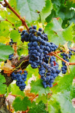 Bir demet siyah şarap üzümü hasat etmeye hazır, Fransa 'da şarap yapımı