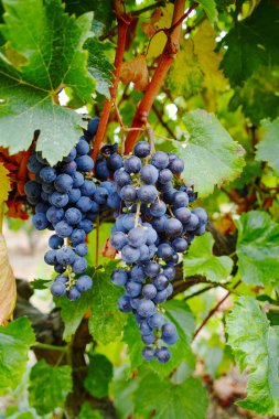Bir demet siyah şarap üzümü hasat etmeye hazır, Fransa 'da şarap yapımı