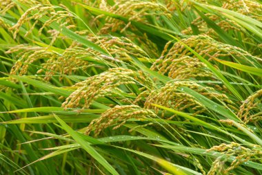 Camargue, Provence, Fransa 'da pirinç gevreği yetiştiriliyor. Organik tarım arazilerinde pirinç bitkileri yetişiyor.
