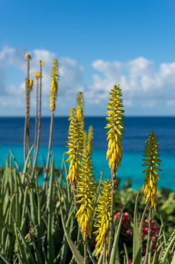 Yaz ve kış tatilleri, Curacao adası manzarası, tropikal bitki örtüsü ve Karayip denizinin mavi suyu.