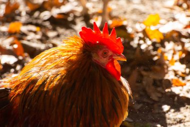 Biyolojik çiftlikte serbest liste ve tavuklar var.