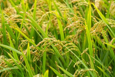 Camargue, Provence, Fransa 'da pirinç gevreği yetiştiriliyor. Organik tarım arazilerinde pirinç bitkileri yetişiyor.