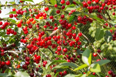 Belçika 'da taze organik ekşi kiraz hasadı.