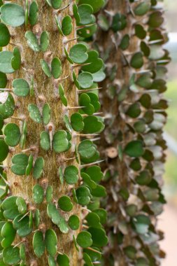 Botanik koleksiyonu, Alluaudia Madagaskar 'ın güneyindeki ağaçtan yükseliyor.