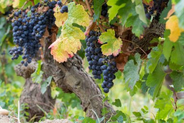 Bir demet siyah şarap üzümü hasat etmeye hazır, Fransa 'da şarap yapımı