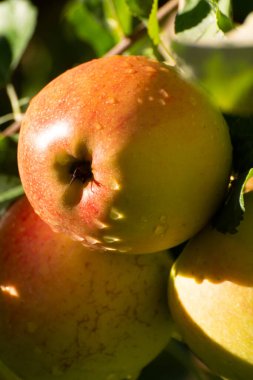 Tatlı olgun Braeburn elmaları güneşli meyve bahçesinde hasat etmeye hazır