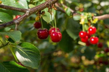 Belçika 'da taze organik ekşi kiraz hasadı.