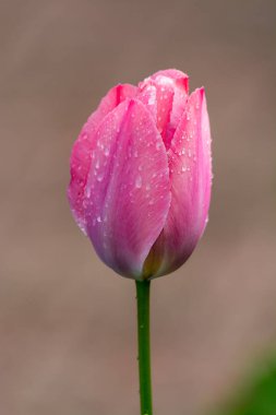 Bahçede bahar çiçekleri, pembe laleler kapanıyor