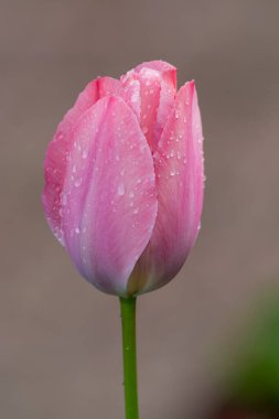 Bahçede bahar çiçekleri, pembe laleler kapanıyor