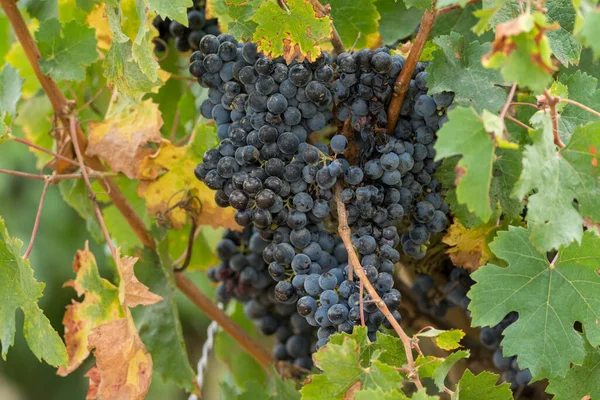 Racimos Uvas Vino Negro Listo Para Cosecha Elaboración Vino Francia — Foto de Stock