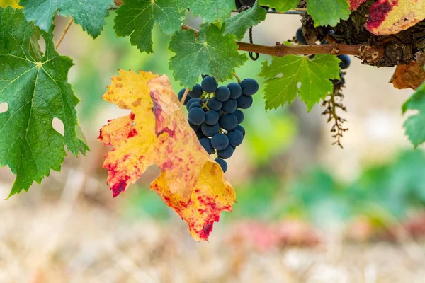 Racimos Uvas Vino Negro Listo Para Cosecha Elaboración Vino Francia — Foto de Stock