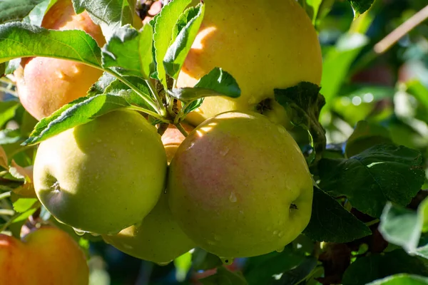 Γλυκά Ώριμα Μήλα Έτοιμα Για Συγκομιδή Ηλιόλουστους Οπωρώνες — Φωτογραφία Αρχείου