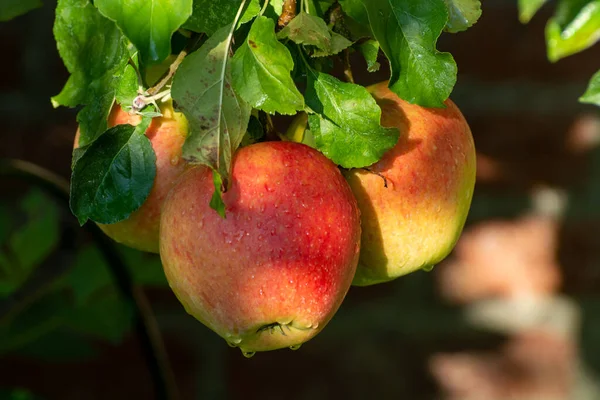 Manzanas Brama Maduras Dulces Listas Para Cosechar Huerto Soleado — Foto de Stock