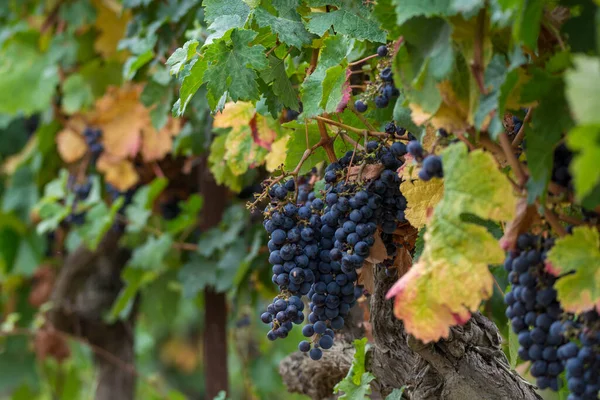 Racimos Uvas Vino Negro Listo Para Cosecha Elaboración Vino Francia — Foto de Stock