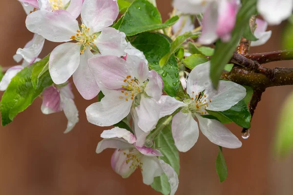 春に果樹園 リンゴの木のピンクの花を閉じます — ストック写真