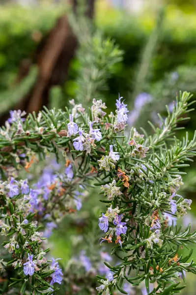 Coleção Botânica Flor Azul Alecrim Ervas Aromáticas Cozinha — Fotografia de Stock