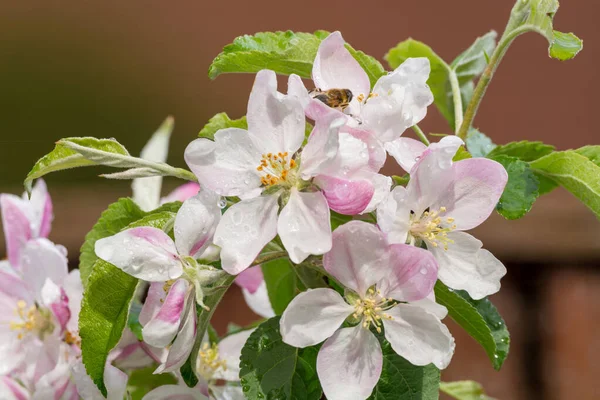 春に果樹園 リンゴの木のピンクの花を閉じます — ストック写真