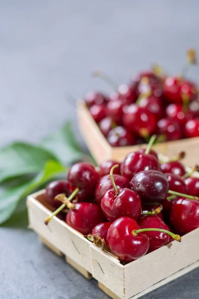 Petites Boîtes Bois Avec Des Baies Fraîches Mûres Cerise Kriek — Photo