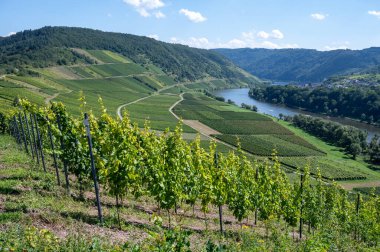 Almanya 'nın Mosel Nehri Vadisi' nde olgunlaşan beyaz üzümlü tepe üzüm bağları