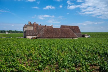 Cote de nuits 'deki Pinot noir üzüm bitkileriyle birlikte yeşil büyük cru ve başlıca cru üzüm bağları, Doğu Fransa' nın Burgundy bölgesinde ünlü kırmızı ve beyaz Burgundy şarabı üretiyorlar..