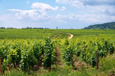 Cote de nuits 'deki Pinot noir üzüm bitkileriyle birlikte yeşil büyük cru ve başlıca cru üzüm bağları, Doğu Fransa' nın Burgundy bölgesinde ünlü kırmızı ve beyaz Burgundy şarabı üretiyorlar..