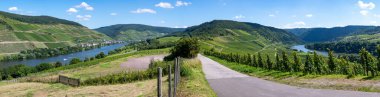 Panoramic view on hilly vineyards with white riesling grapes in Mosel river valley, Germany clipart
