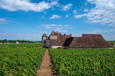 Cote de nuits 'deki Pinot noir üzüm bitkileriyle birlikte yeşil büyük cru ve başlıca cru üzüm bağları, Doğu Fransa' nın Burgundy bölgesinde ünlü kırmızı ve beyaz Burgundy şarabı üretiyorlar..