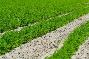 Hollanda 'da tarım, taze havuç yetiştiren taze havuç bitkilerinin olduğu kumlu tarlalar.