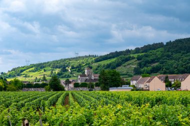 Cote de nuits 'deki Pinot noir üzüm bitkileriyle birlikte yeşil büyük cru ve başlıca cru üzüm bağları, Doğu Fransa' nın Burgundy bölgesinde ünlü kırmızı ve beyaz Burgundy şarabı üretiyorlar..
