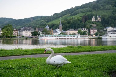 Mosel nehrinde otlayan beyaz yetişkin kuğu, Almanya 'nın Trarbach şehrinde manzaralı yeşil çimenler.
