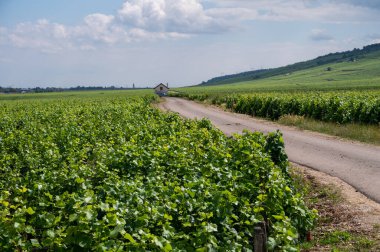 Cote de nuits 'deki Pinot noir üzüm bitkileriyle birlikte yeşil büyük cru ve başlıca cru üzüm bağları, Doğu Fransa' nın Burgundy bölgesinde ünlü kırmızı ve beyaz Burgundy şarabı üretiyorlar..