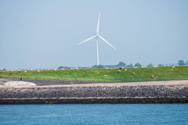 Hollanda 'nın Zeeland eyaletinin yeşil doğa manzarası,