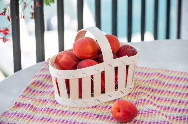 Fransa 'nın Provence şehrinde taze taze olgun kırmızı kayısılar hasat edildi.